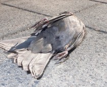 toter Vogel